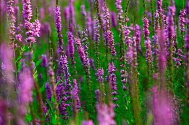 Lavantanın güzelliği