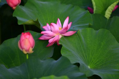 Blooming lotus flower, very beautiful