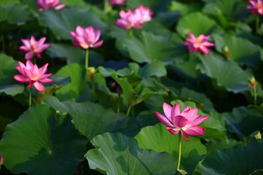 Blooming lotus flower, very beautiful