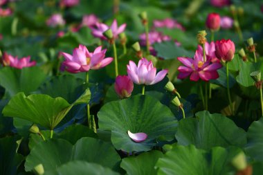 Blooming lotus flower, very beautiful