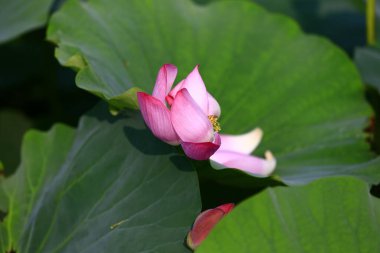 Blooming lotus flower, very beautiful