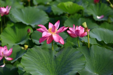 Blooming lotus flower, very beautiful