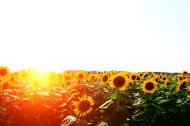 Ayçiçeği büyür.