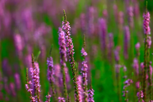 Beauty Lavender — Stock Photo, Image