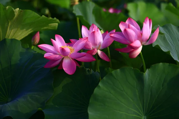 Kwitnący Kwiat Lotosu Bardzo Piękny — Zdjęcie stockowe