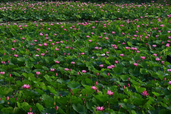 蓮の花を咲かせ とても美しい — ストック写真