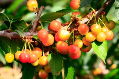 Mature large cherry hanging in a tre