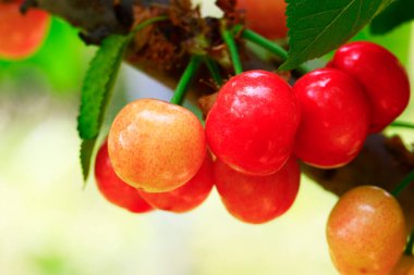 Mature large cherry hanging in a tre