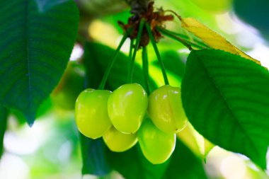 Mature large cherry hanging in a tre