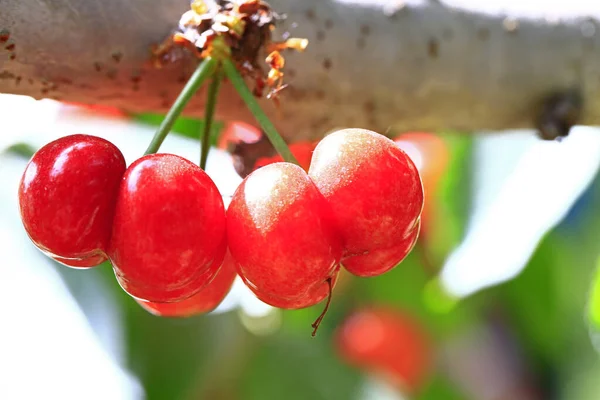 Maduro Cereza Grande Colgando Tre —  Fotos de Stock