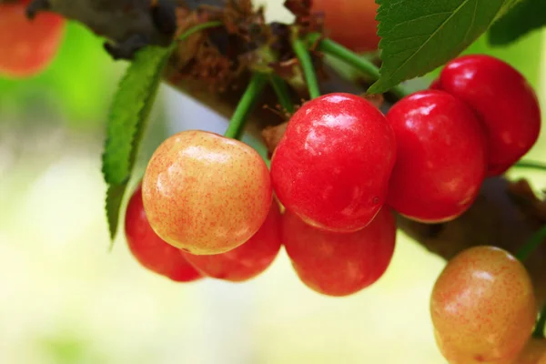 Mature Large Cherry Hanging Tre — Φωτογραφία Αρχείου