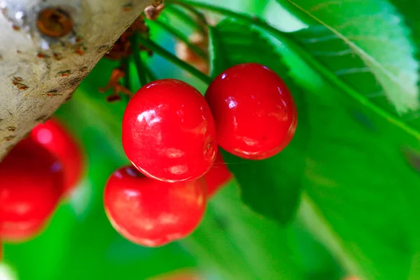 Mature Large Cherry Hanging Tre — 스톡 사진