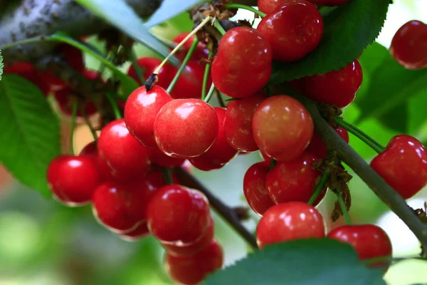 Maduro Cereza Grande Colgando Tre —  Fotos de Stock