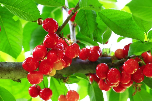 Mature Large Cherry Hanging Tre — Fotografia de Stock