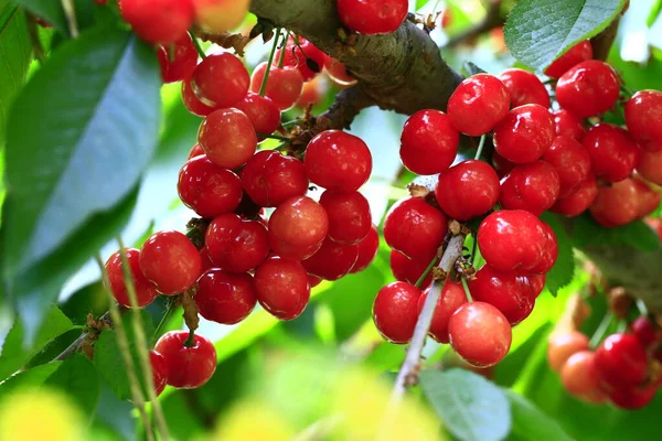 Mature large cherry hanging in a tre