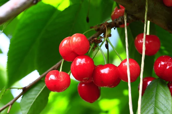Mature Large Cherry Hanging Tre — 스톡 사진