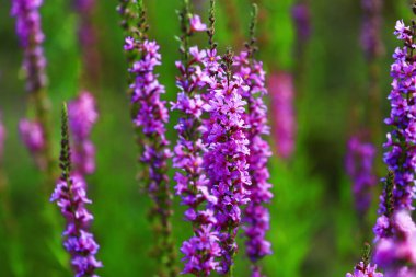 Lavantanın güzelliği