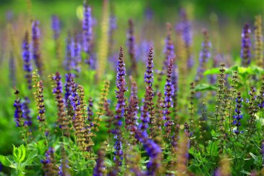 Lavantanın güzelliği