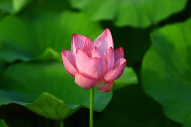 Blooming lotus flower, very beautiful