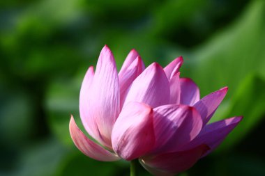 Blooming lotus flower, very beautiful