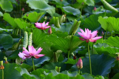 Blooming lotus flower, very beautiful