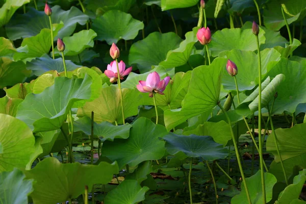 Blooming Lotus Flower Very Beautiful — Fotografia de Stock