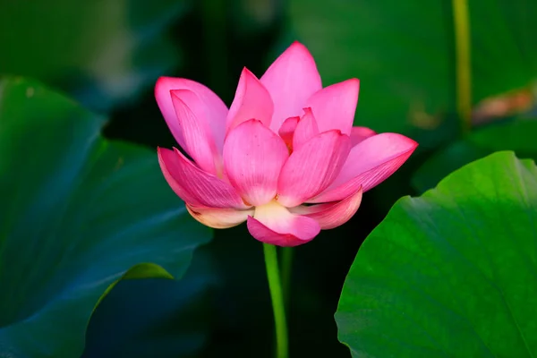 Blooming Lotus Flower Very Beautiful —  Fotos de Stock