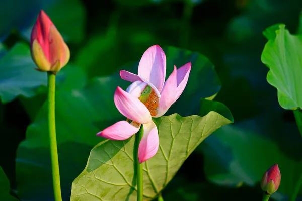 Blooming Lotus Flower Very Beautiful — Stockfoto