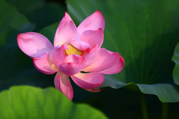 Kwitnący Kwiat Lotosu Bardzo Piękny — Zdjęcie stockowe