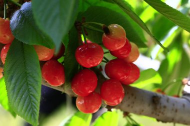 Mature large cherry hanging in a tre