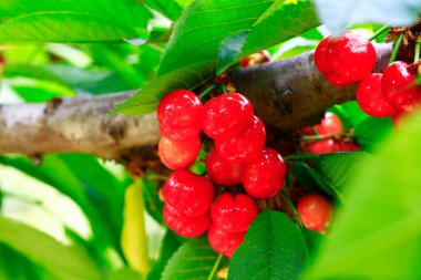 Mature large cherry hanging in a tre