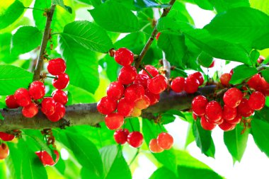 Mature large cherry hanging in a tre