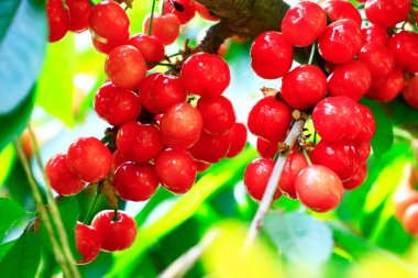 Mature large cherry hanging in a tre
