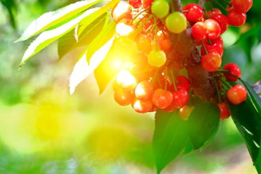 Mature large cherry hanging in a tre