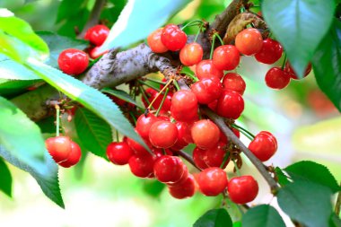 Mature large cherry hanging in a tre