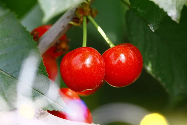 Maduro Cereza Grande Colgando Tre —  Fotos de Stock