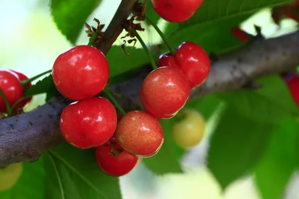 Maduro Cereza Grande Colgando Tre —  Fotos de Stock