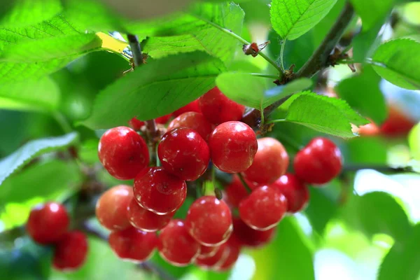 Mature Large Cherry Hanging Tre — Fotografia de Stock