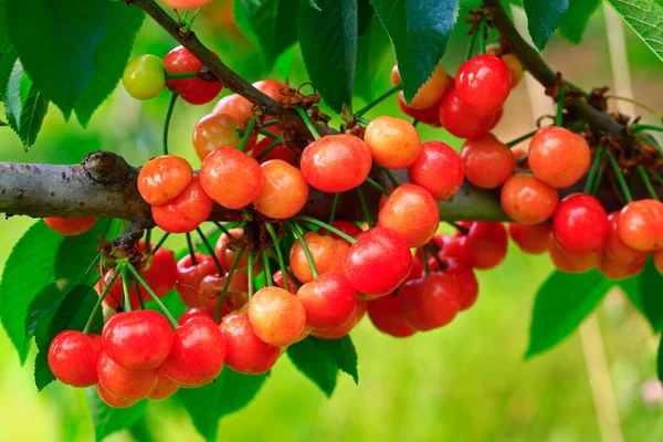 Mature Large Cherry Hanging Tre — Fotografia de Stock