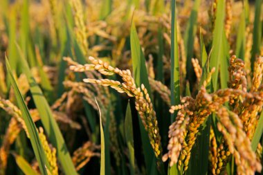 Paddy fields of autumn, the harvest scene