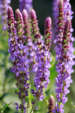 Lavantanın güzelliği