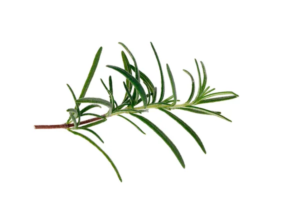 Rosemary Fresco Isolado Backgroun Branco — Fotografia de Stock