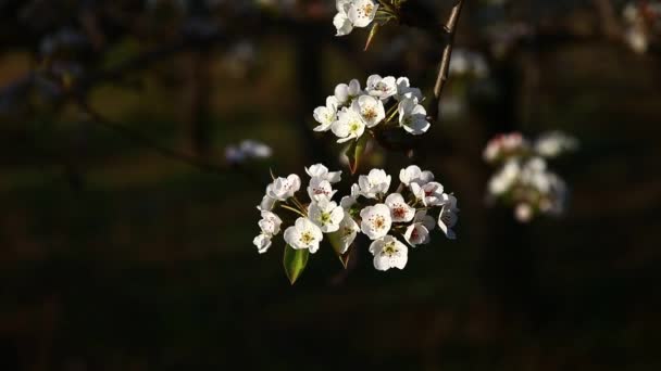 Fleur Poire Fleurie Très Belle — Video