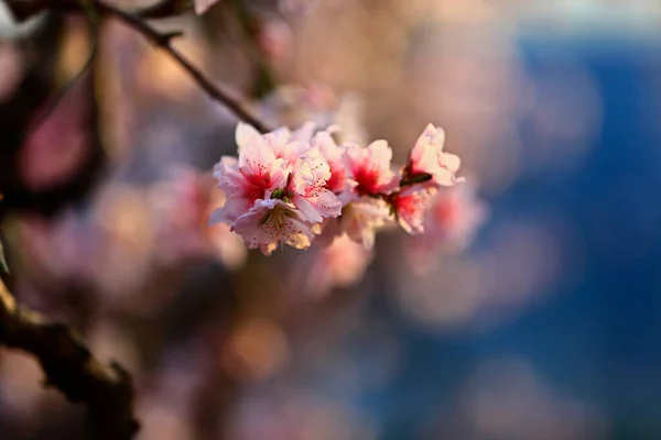 Plena Floração Flor Pêssego — Fotografia de Stock