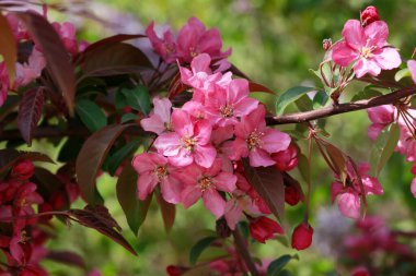Çin çiçekli yaban elması, çok güzel.