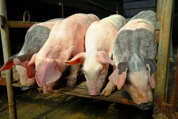 农场猪 农业畜牧业和水产养殖业 — 图库照片