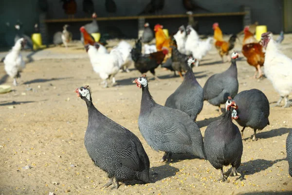 Binnenplaats Parelhoenders — Stockfoto