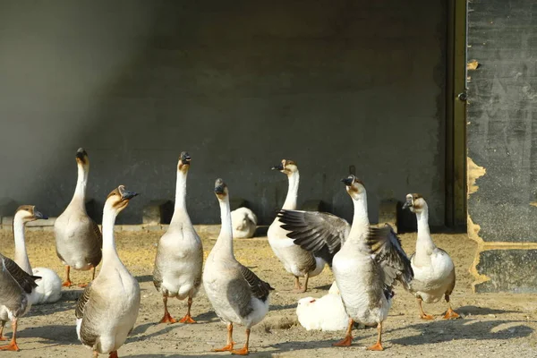 Goose Yard — Fotografia de Stock