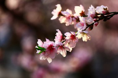 Şeftali çiçeğinin tam çiçeğinde