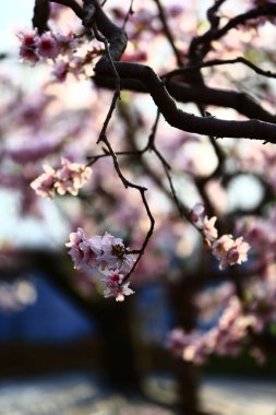 Şeftali çiçeğinin tam çiçeğinde